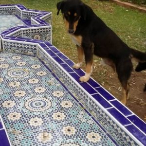Moroccan tiles gardens